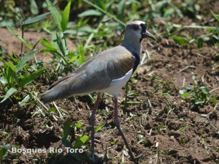 Vanellus chilensis (Chorlitazo sureño)