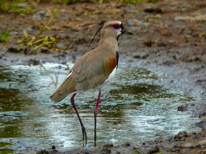 Vanellus chilensis (Chorlitazo sureño)