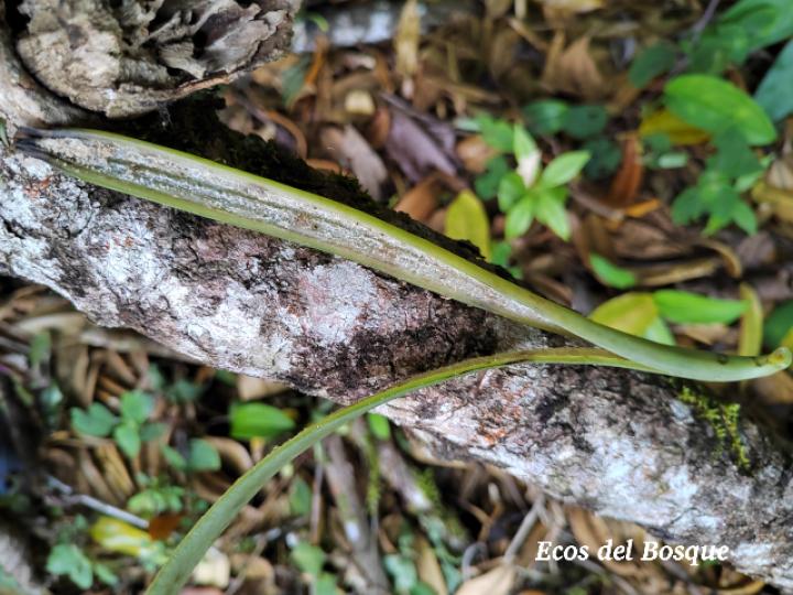 Vanilla odorata (Vainilla)