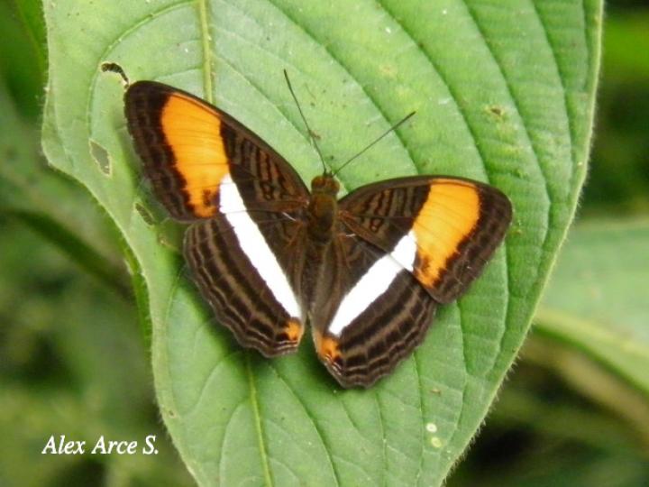 Adelpha cytherea marcia (Hermana cytherea)