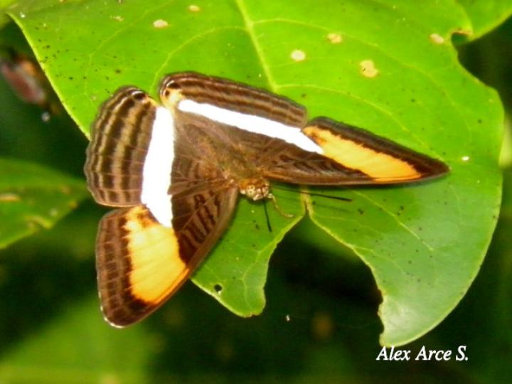 Adelpha cytherea marcia (Hermana cytherea)