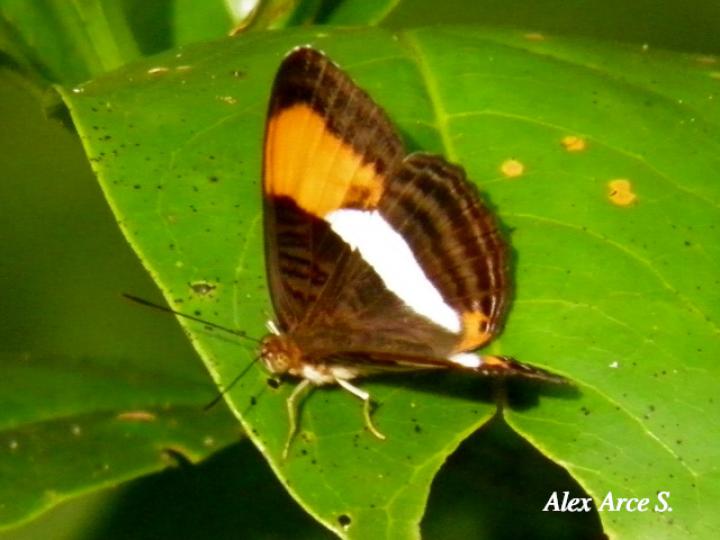 Adelpha cytherea marcia (Hermana cytherea)