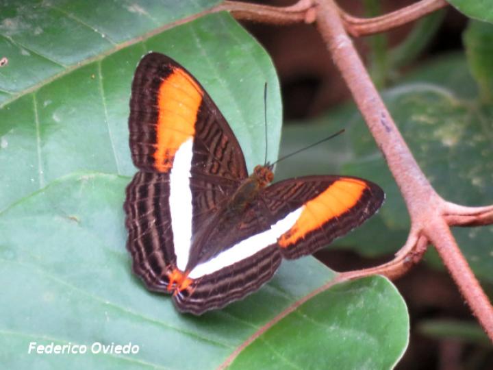 Adelpha cytherea marcia (Hermana cytherea)