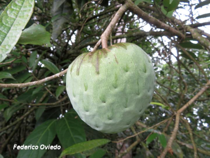 Annona pittieri (Anona de montaña)