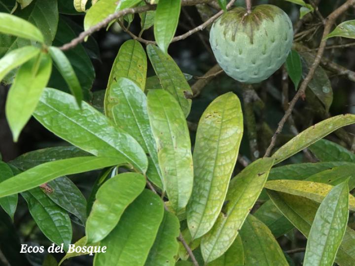 Annona pittieri (Anona de montaña)