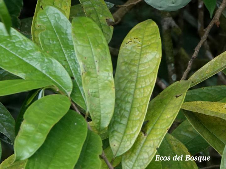 Annona pittieri (Anona de montaña)