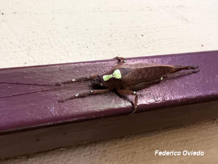 Baliophyllum maculipenne