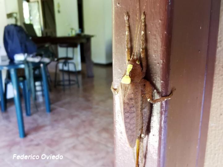 Baliophyllum maculipenne