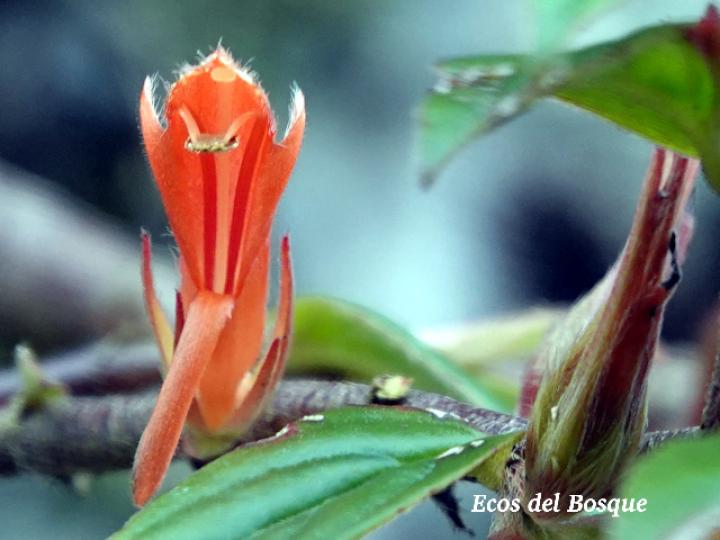Columnea verecunda