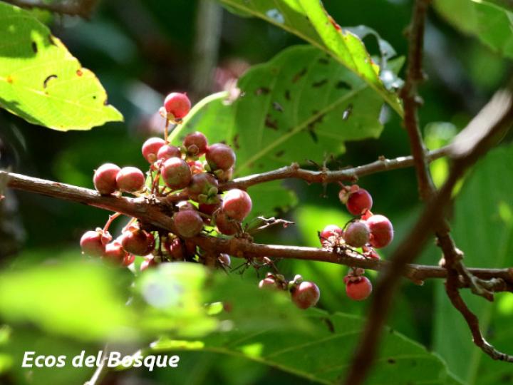 Doliocarpus multiflorus (Bejuco de agua)