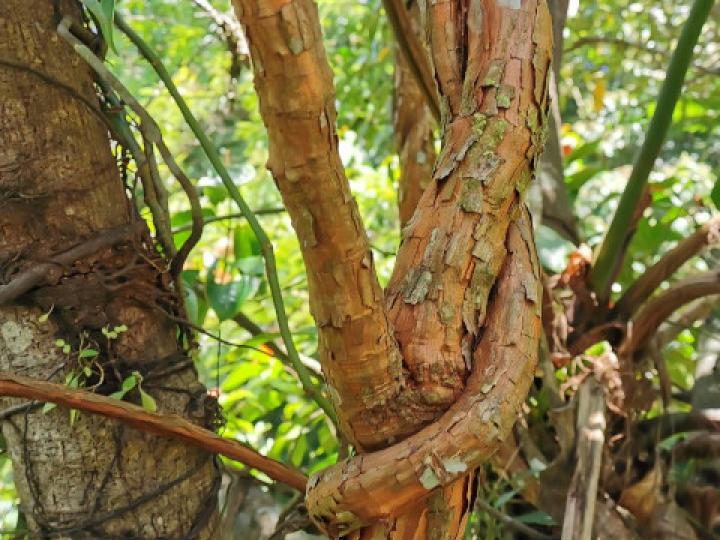 Doliocarpus multiflorus (Bejuco de agua)