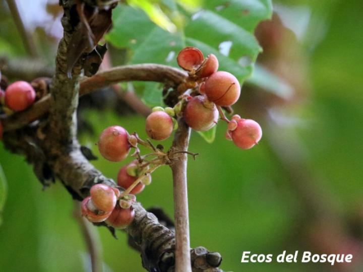Doliocarpus multiflorus (Bejuco de agua)