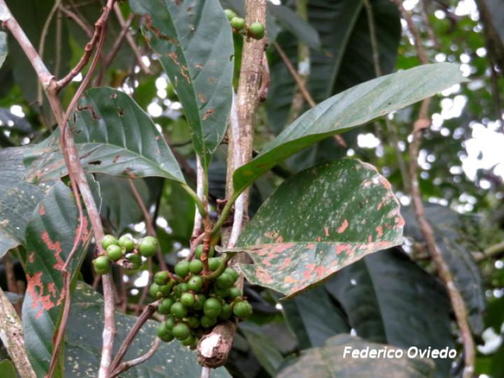 Doliocarpus multiflorus (Bejuco de agua)