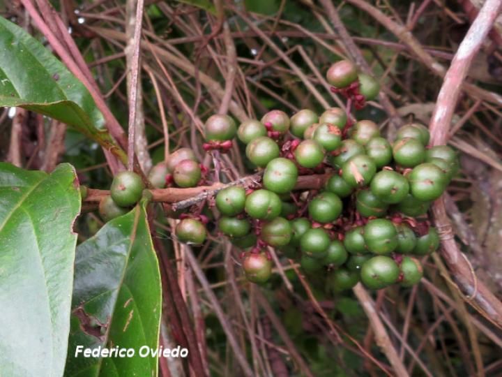 Doliocarpus multiflorus (Bejuco de agua)