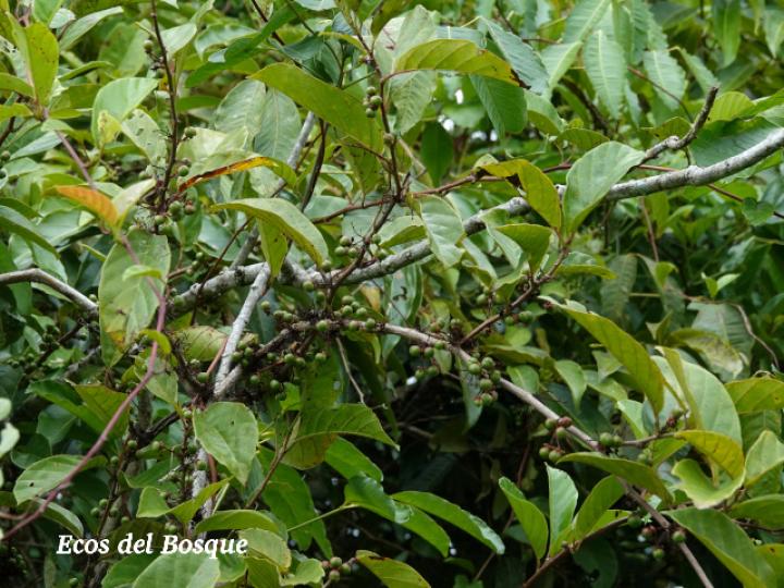 Doliocarpus multiflorus (Bejuco de agua)