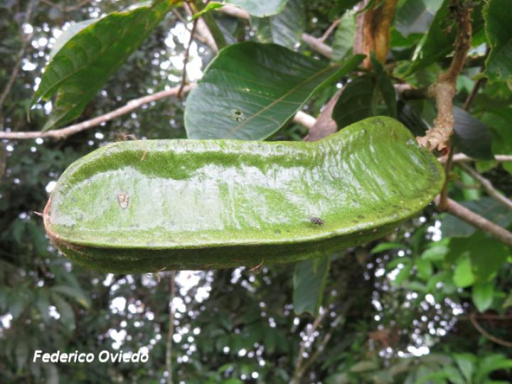 Inga sapindoides (Guabo cuadrado)
