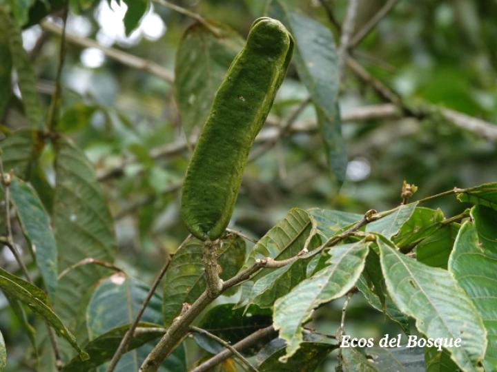Inga sapindoides (Guabo cuadrado)