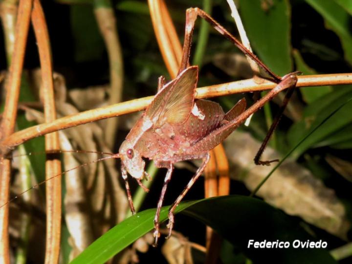 Insara bolivari (Ninfa)