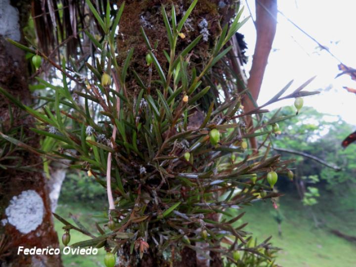 Jacquiniella globosa