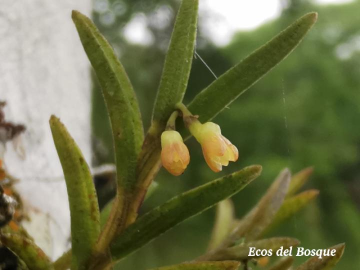 Jacquiniella globosa