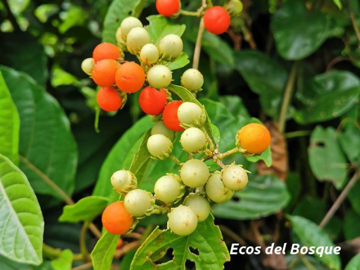 Lycianthes multiflora