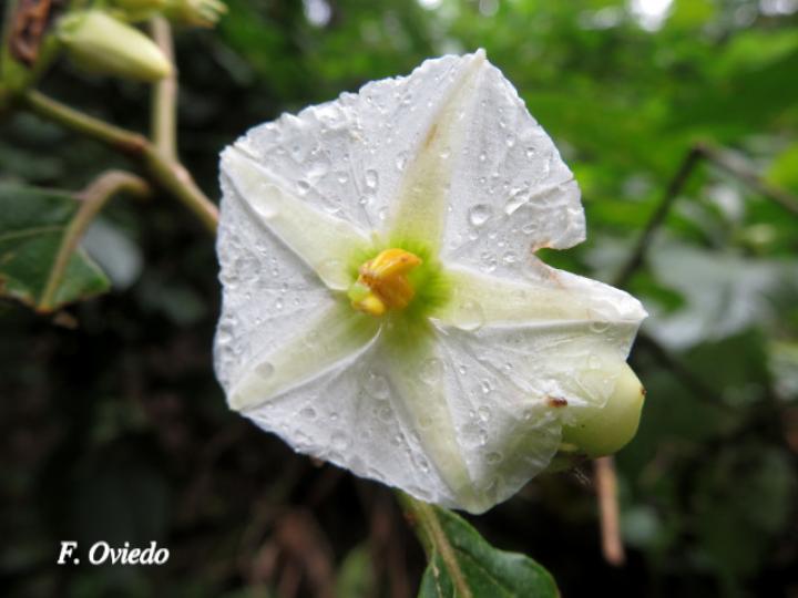 Lycianthes multiflora