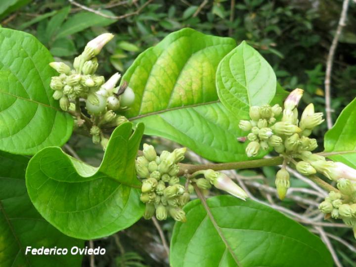 Lycianthes multiflora