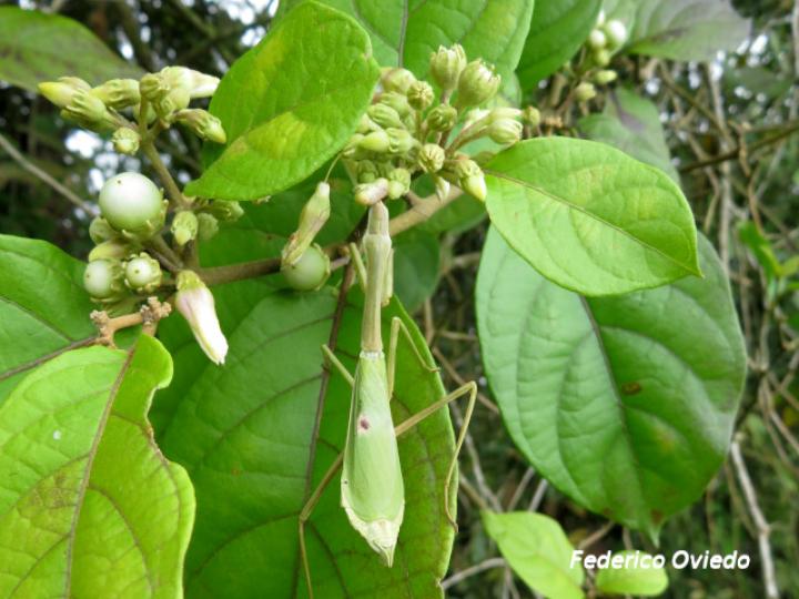 Lycianthes multiflora