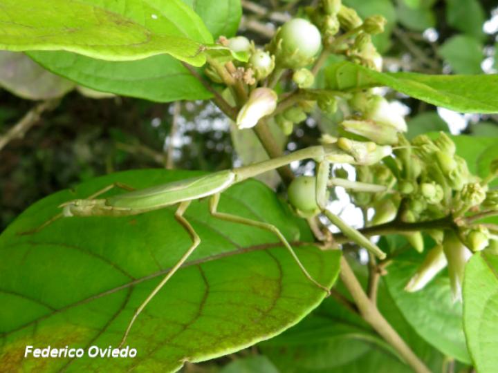 Lycianthes multiflora