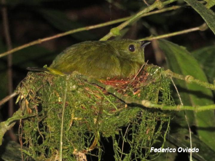 Manacus candei (Saltarín cuelliblanco)