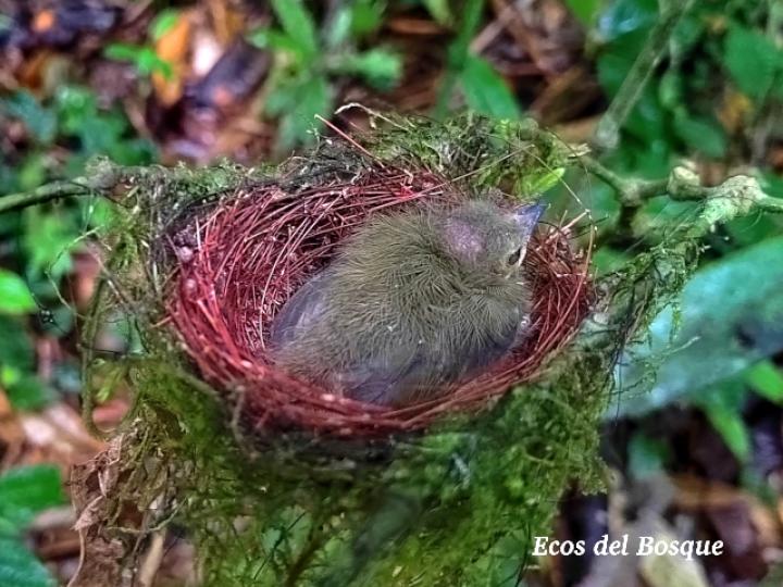 Manacus candei (Saltarín cuelliblanco)