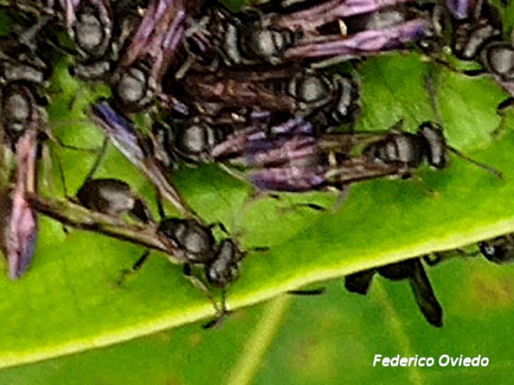 Metapolybia aztecoides (Avispa de papel)