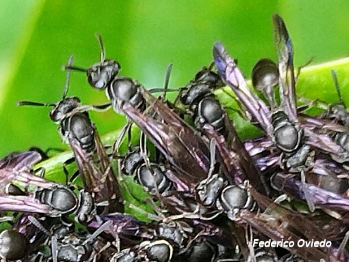 Metapolybia aztecoides (Avispa de papel)