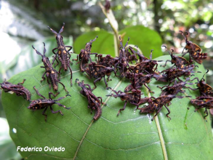 Munatia biolleyi, ninfas