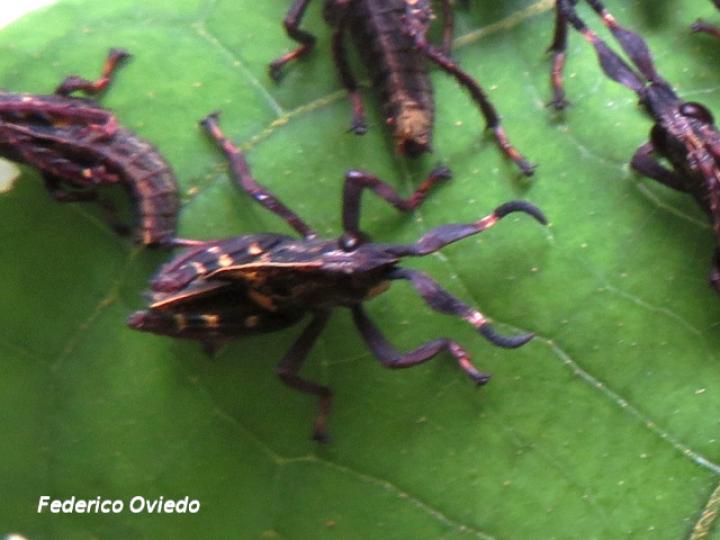 Munatia biolleyi, ninfas