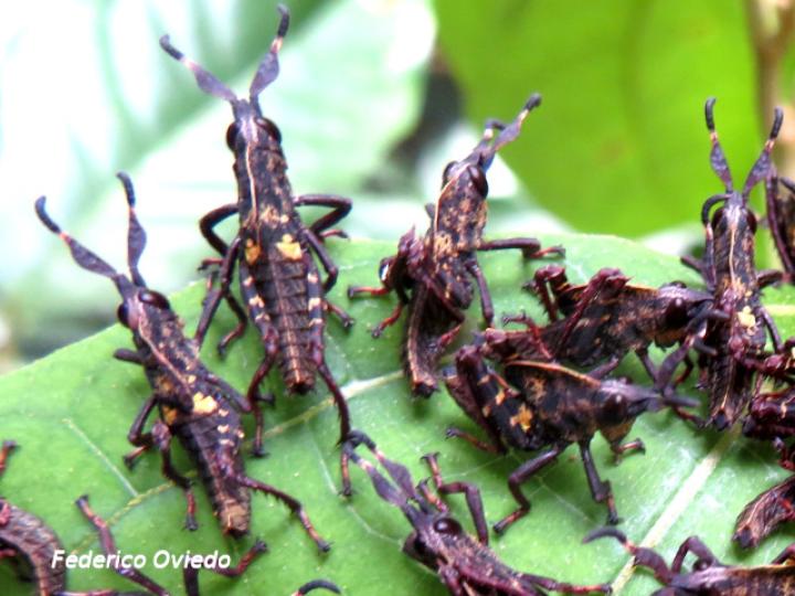 Munatia biolleyi, ninfas