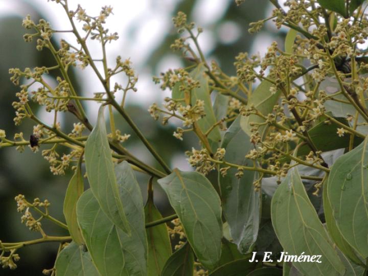 Nectandra membranacea (Aguacatillo)