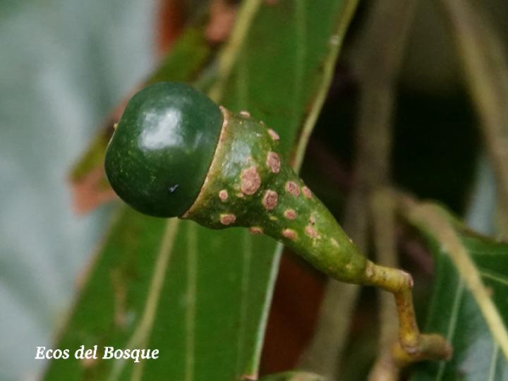 Nectandra membranacea (Aguacatillo)
