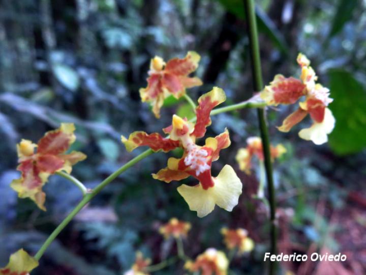 Oncidium dichromaticum