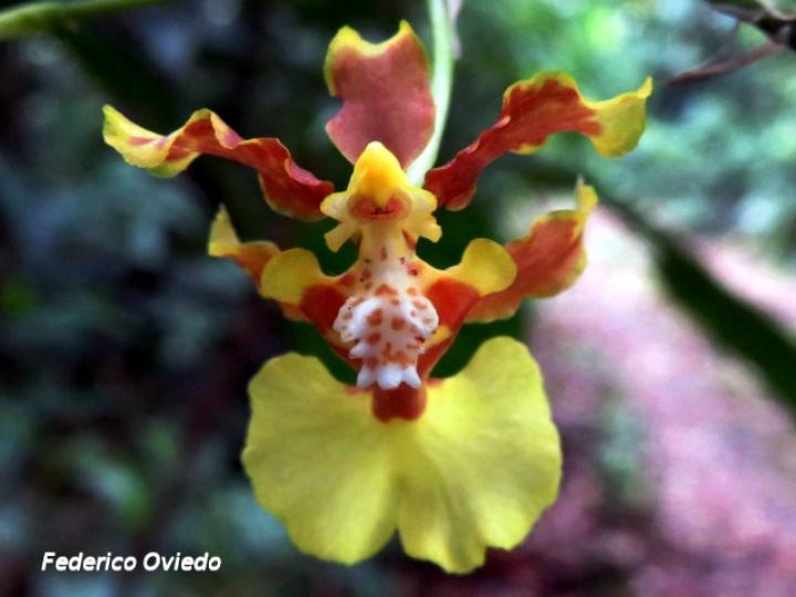 Oncidium dichromaticum