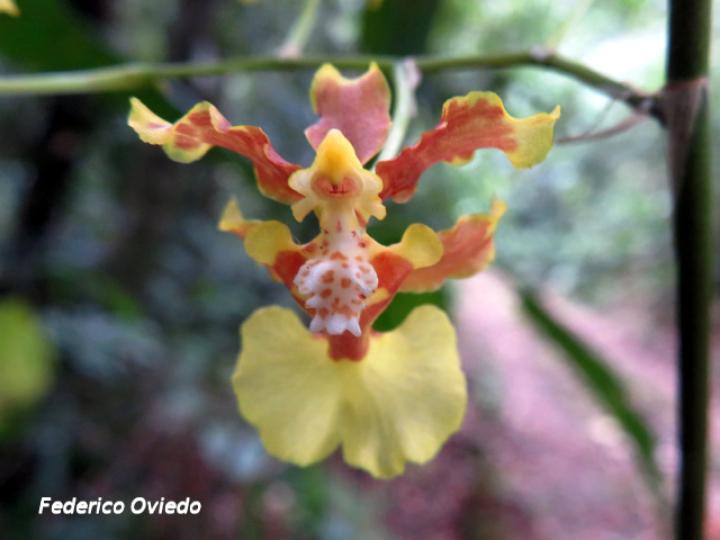 Oncidium dichromaticum