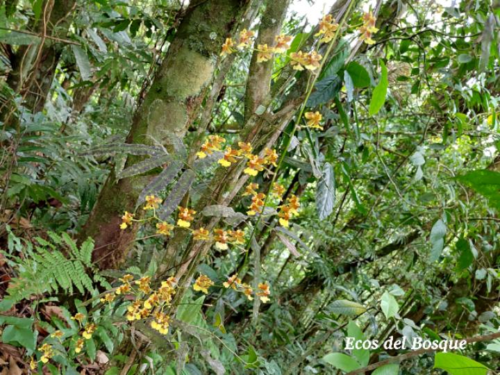 Oncidium dichromaticum