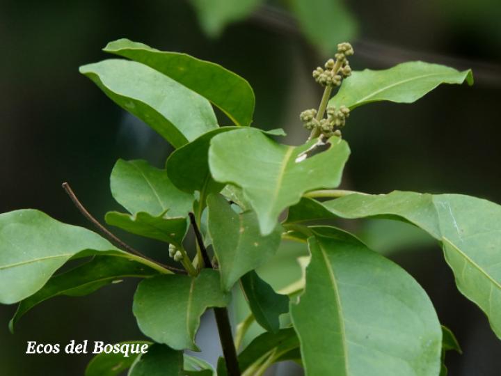 Pisonia aculeata (Pegapollo, Uña de tigre)