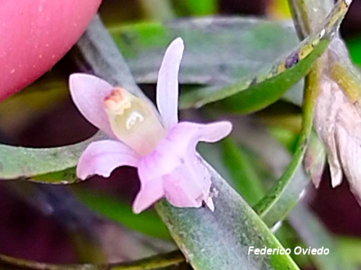 Scaphyglottis prolifera