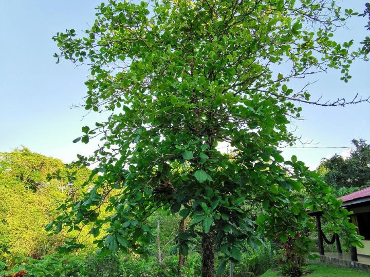 Terminalia catappa (Almendro de playa)