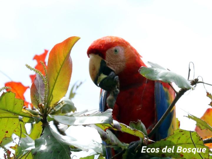 Terminalia catappa (Almendro de playa)