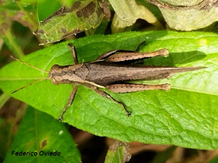 Abracris flavolineata (Saltamontes)