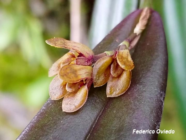 Acianthera decipiens