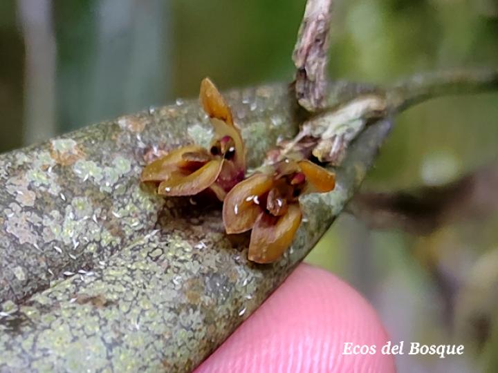 Acianthera decipiens