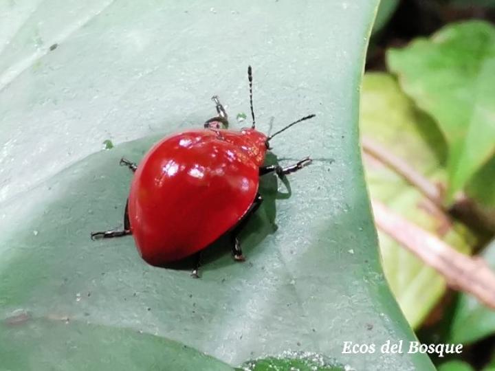 Aegithus meridionalis (Escarabajo de hongos